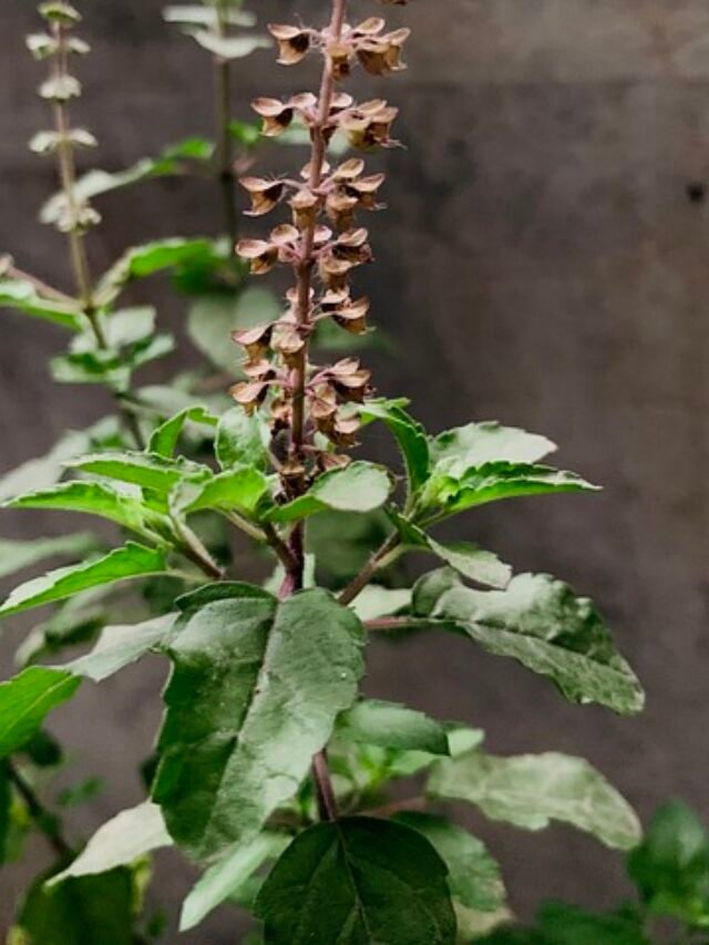 tulsi